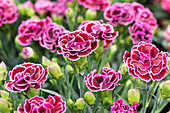 Dianthus Sunflor® Finesse