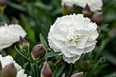 Dianthus Sunflor® 'Cosmos'