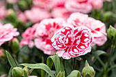 Dianthus Sunflor® 'Megan'