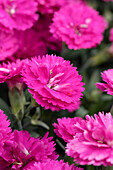 Dianthus Sunflor® Fygi