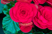 Begonia elatior Move2 'Passion Red'
