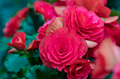 Begonia elatior 'Vigour Pink 60'