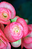 Begonia elatior 'Volcano Bromo'