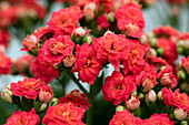 Kalanchoe blossfeldiana 'Grandiva® Cates' orange