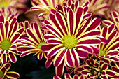 Chrysanthemum indicum 'Rainbow Circus'