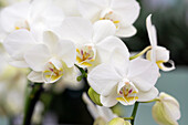 Phalaenopsis 'Sogo Watch'