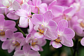 Phalaenopsis 'Sogo Popcorn'