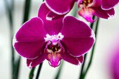 Phalaenopsis, purple red