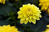 Dahlia Dahlinova Hypnotica® Hypnotica Gold