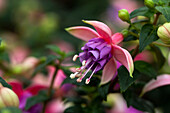 Fuchsia 'Arêts Belfort