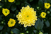 Chrysanthemum Mystic Mums 'Ditto Yellow'