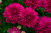 Chrysanthemum Mystic Mums 'Meridian Cherry Purple'