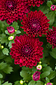 Chrysanthemum Mystic Mums Eventide Purple