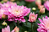 Chrysanthemum 'Mystic Mums'