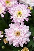 Chrysanthemum Mystic Mums 'Sunbeam Flair'