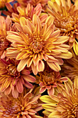 Chrysanthemum Mystic Mums 'Sunbeam Orange'