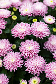 Chrysanthemum Mystic Mums 'Daybreak Dark Pink'