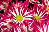 Chrysanthemum indicum 'Rainbow Carousel'