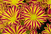 Chrysanthemum indicum 'Rainbow Circus'