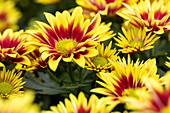 Chrysanthemum indicum 'Rainbow Festive Paradise'