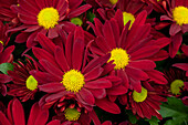 Chrysanthemum indicum 'Breeze Rouge'