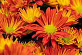 Chrysanthemum indicum 'Breeze Dark Orange'