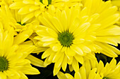 Chrysanthemum indicum 'Breeze Sun'