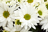 Chrysanthemum indicum 'Breeze White'