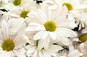Chrysanthemum indicum, white