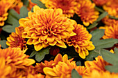 Chrysanthemum indicum 'Chrystal Bronze'