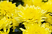 Chrysanthemum indicum 'Chrystal Icecreame Yellow', yellow
