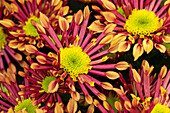 Chrysanthemum indicum 'Splash Energy'
