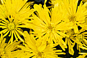 Chrysanthemum indicum 'Splash Yellow'