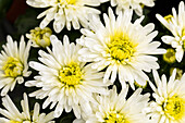 Chrysanthemum indicum 'Splash Jazzy'