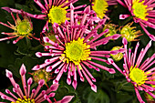 Chrysanthemum indicum 'Splash Intense'