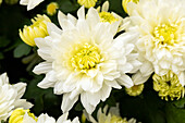 Chrysanthemum indicum 'Chrystal Ice Creame'