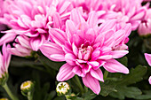Chrysanthemum indicum 'Chrystal Lovely'
