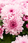 Chrysanthemum indicum 'Chrystal Pink Flair'