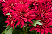 Chrysanthemum indicum 'Chrystal Purple Red'