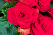 Begonia elatior, rot