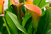 Zantedeschia 'Sunset Passion'