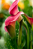 Zantedeschia 'Royal Plum'