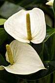 Anthurium x andreanum 'White Winner'