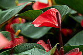 Anthurium x andreanum 'Deco Red'®