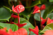 Anthurium x andreanum 'Lipstick Red'