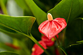 Anthurium x andreanum 'Million Flowers Red'