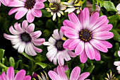 Osteospermum 'Margarita Dark Pink'