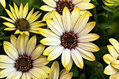 Osteospermum Margarita Lemon