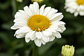 Leucanthemum x superbum 'Sweet Daisy Jane'