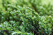 Juniperus squamata 'Blue Carpet